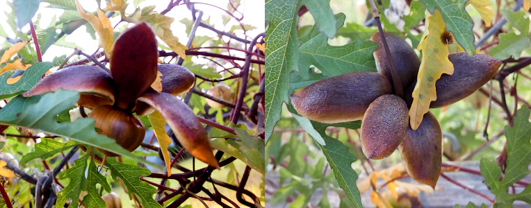 [Two photos spliced togehter. On the left is a side view with one petal vertical above the fruit center and the rest are horizontal. The center fruit portion gives the appearance of being a nut except for the thin stem extension protruding from the bottom. The entire fruit is shades of brown. On the right is the top down view of the petal portions. From this angle they appear to be puffy and thick, but the other view shows they are rather thin. The top sections are dark brown with very light brown edges. A yellowed leaf rests on the fruit, but the rest of the leaves surrounding it are green with yellowish-green veins. ]